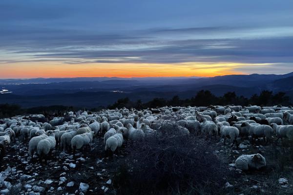 Étude territoriale de la prédation sur le foyer des Préalpes de Gourdon (06) / Volet 5 - Synthèse et préconisations