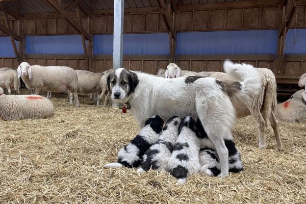 De la naissance à l’intégration au troupeau : accueillir et préparer vos futurs chiens de protection