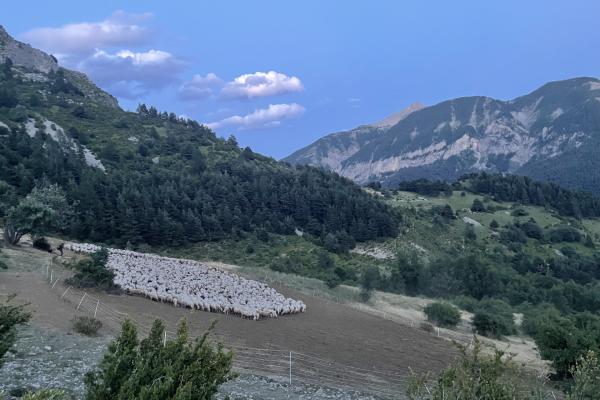 Vulnérabilité des troupeaux : comment réduire les risques de prédation par le loup ?