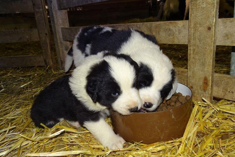 Appui à l’intégration d’un chiot