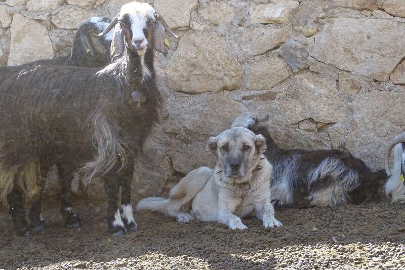 Appui à l’éducation des chiens de protection adultes