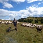 Cyril, breeder & shepherd