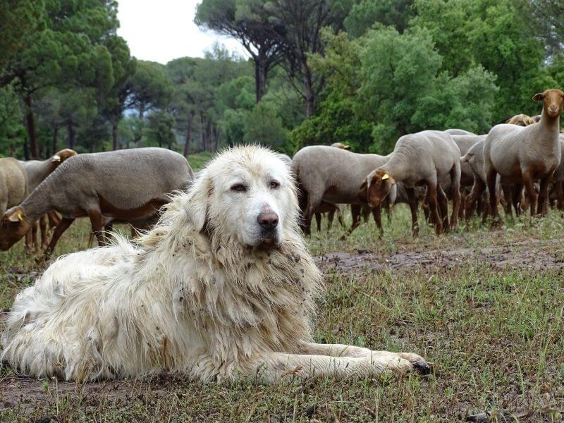 Dog behaviour test