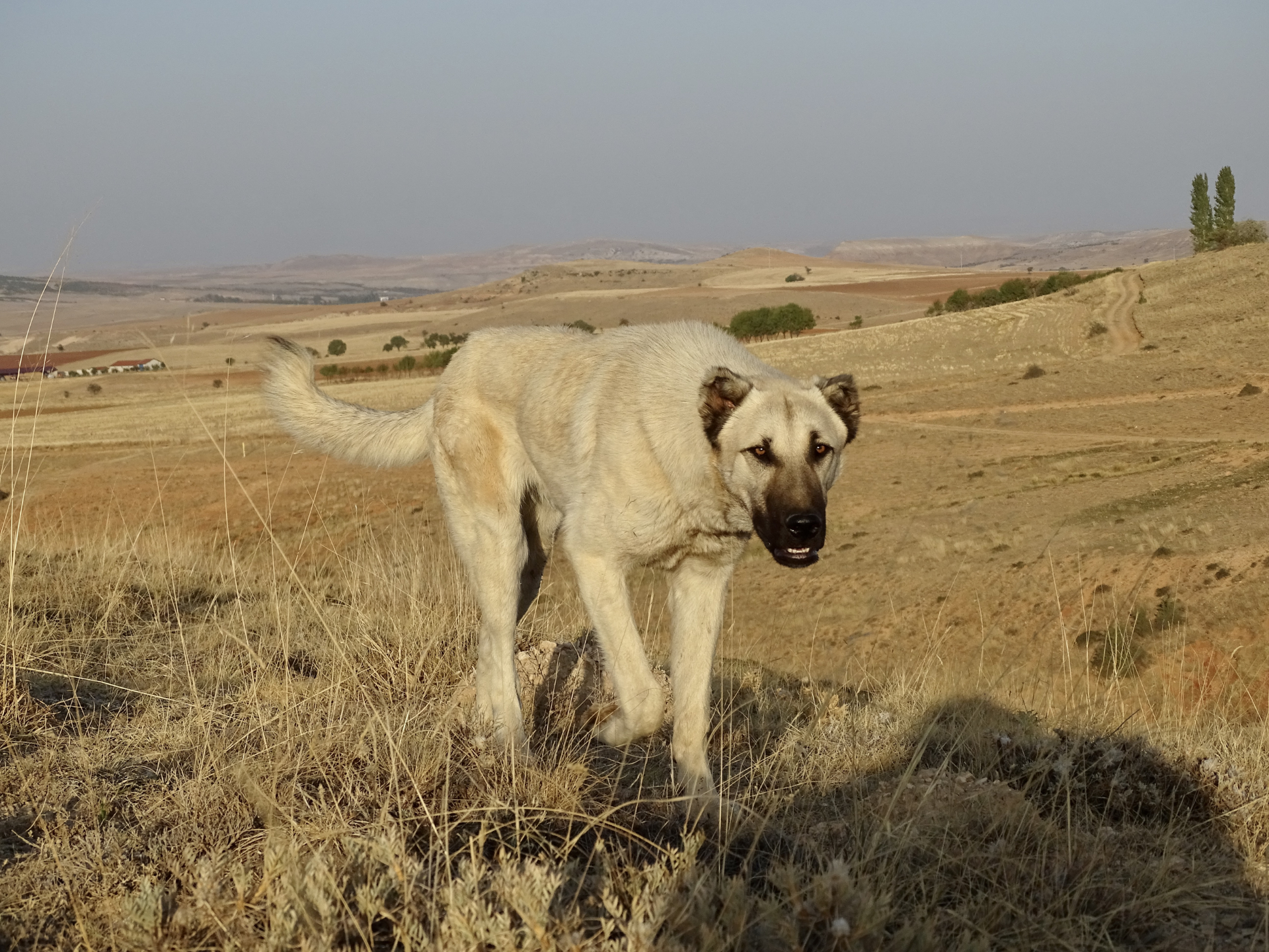 Kangal