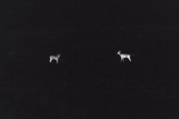 Quand les chiens de protection font face aux loups : décryptage d’une tentative de prédation