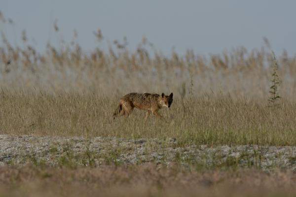 L'expansion du chacal doré : un nouveau défi pour le pastoralisme français