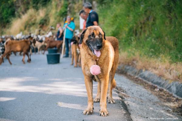 L’alliance millénaire : le chien de protection, gardien de l'avenir pastoral